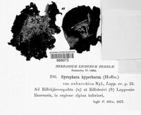 Gyrophora hyperborea image